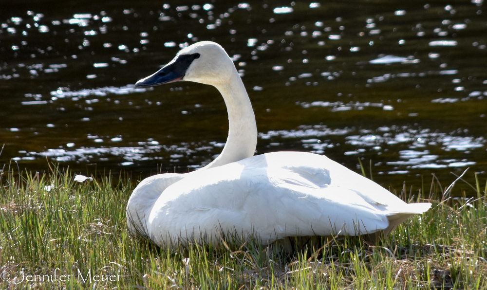 Trumpeter swan resting by the river.