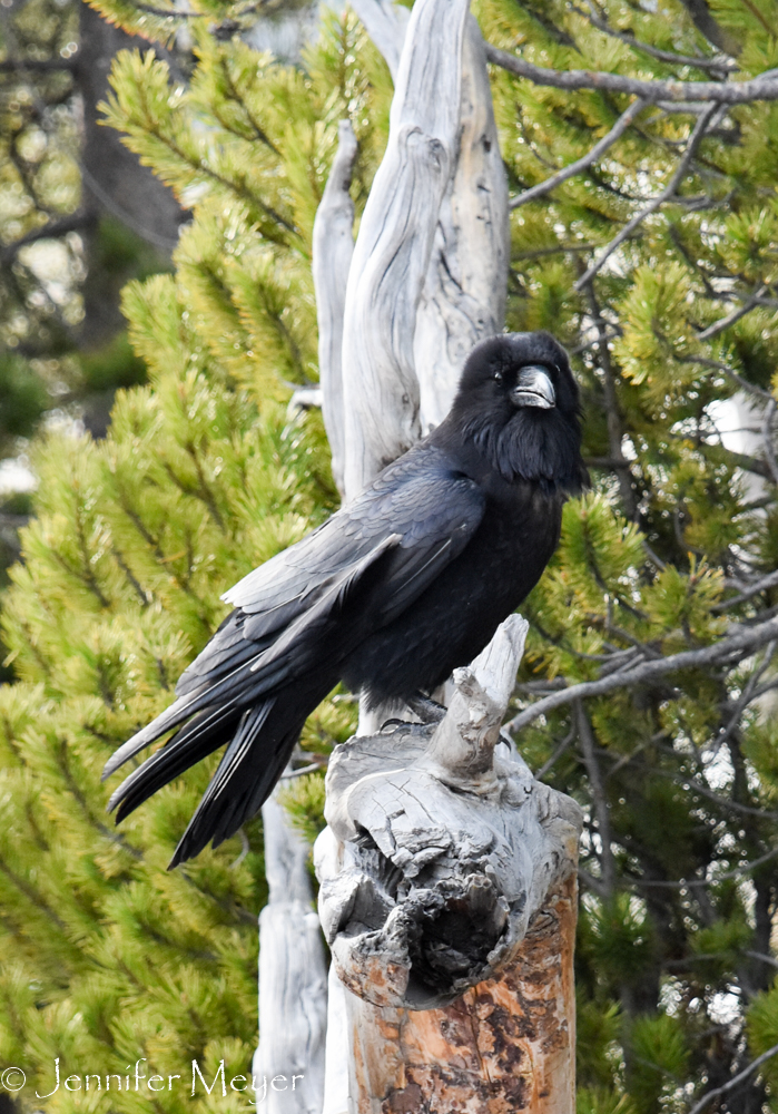 A huge raven.