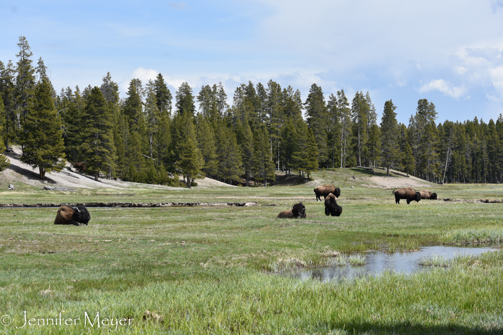 Field of buffalo.