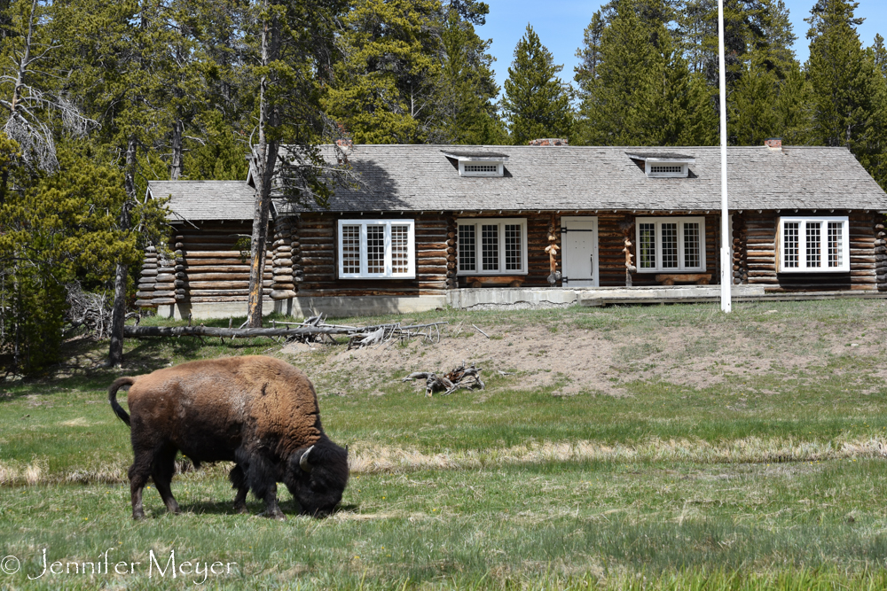 Buffalo grazing at a old calvary cabin.