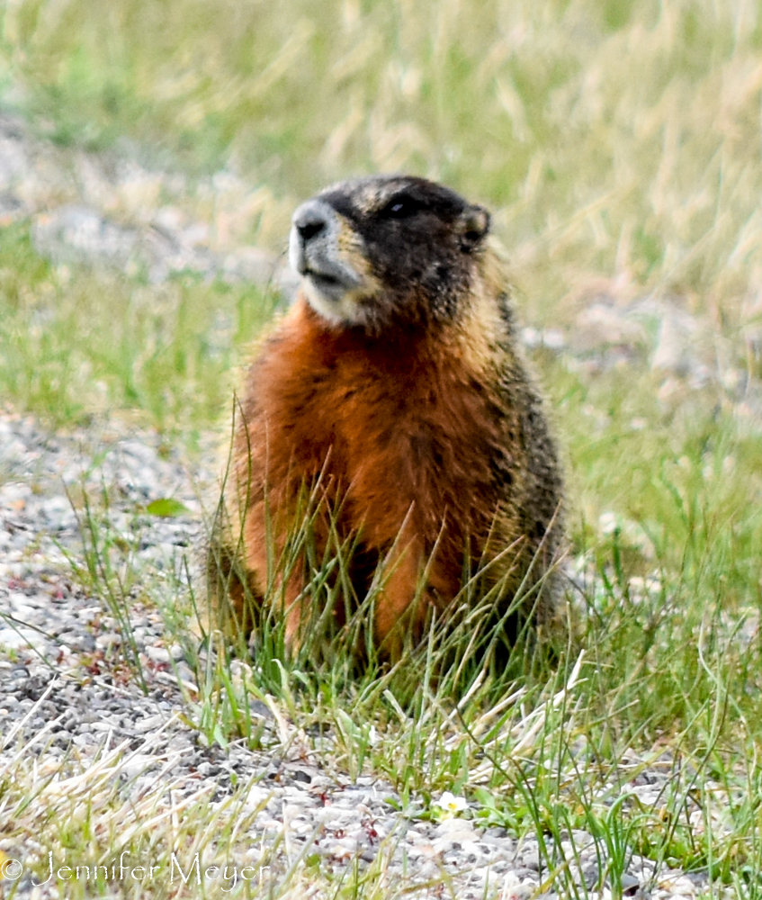 A marmot on the roadside.