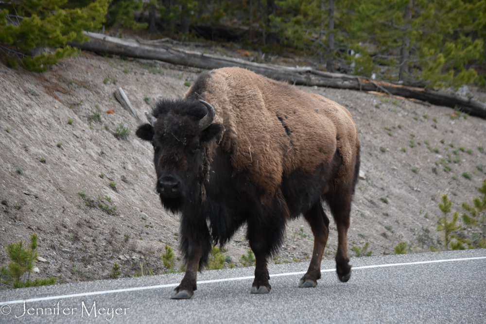 That same bison trio was still plodding down the road.