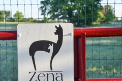 Zenu Suri Alpaca Farm.