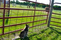 Gypsy wanted to go romp with them.