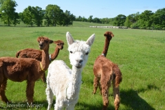 These are the pregnant ones.