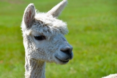 They've all been sheared for the spring.