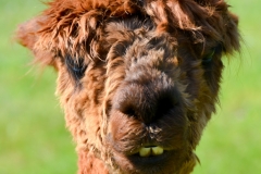 Cute underbite.