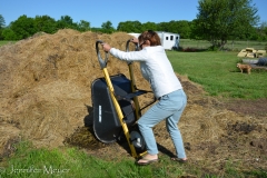 We shoveled a whole wheelbarrow full of alpaca poop.