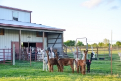 We were welcomed with curious stares.