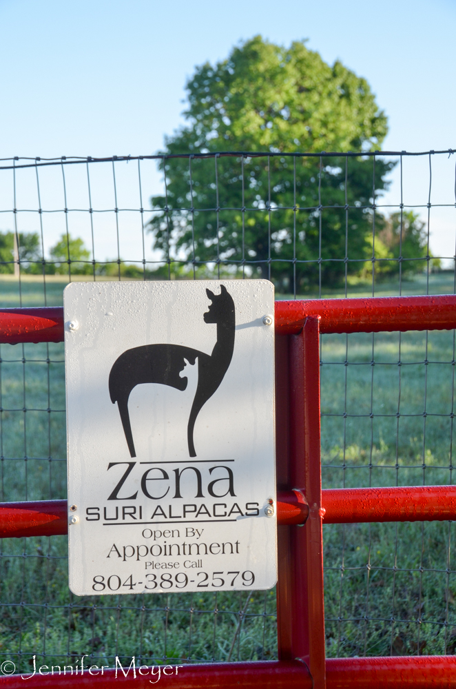 Zenu Suri Alpaca Farm.