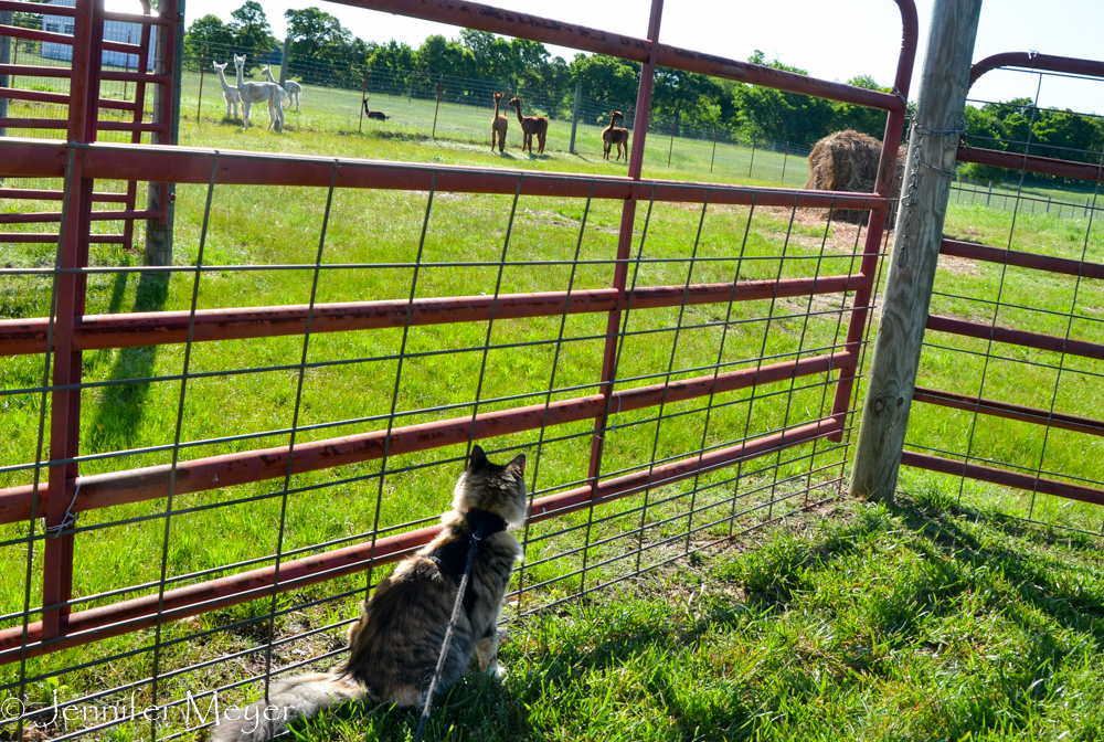 Gypsy wanted to go romp with them.