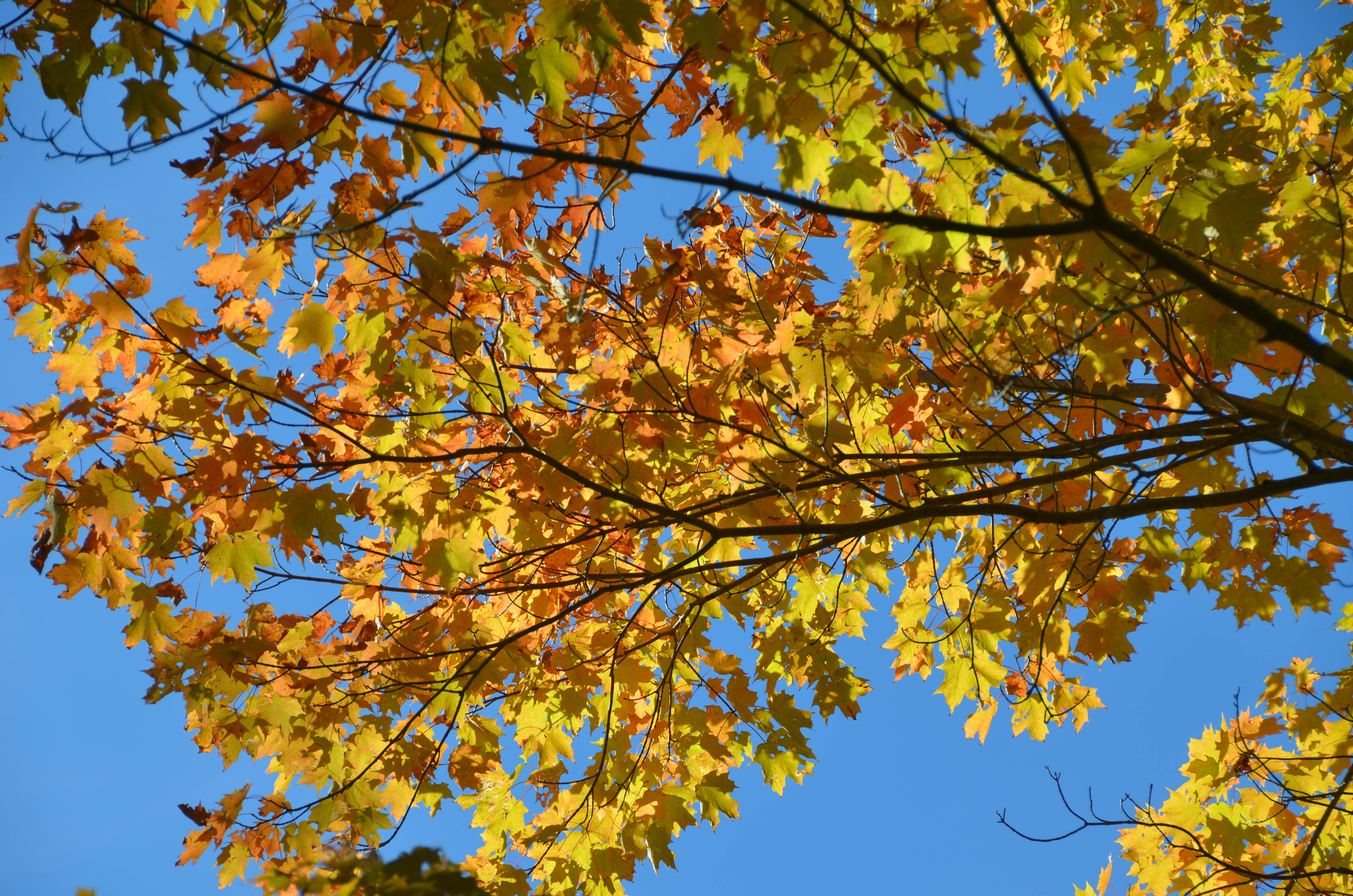 It was a perfect warm fall day to walk all around the museum grounds.