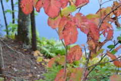 It was an obscured view, but pretty.