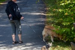 Taking the kids for a walk.