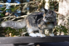 She's puffy-tail alert.