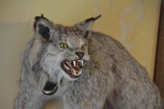 This stuffed bobcat reminded us of Gypsy in attack mode.