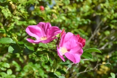 Wild roses.