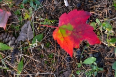 We took them for another long walk.