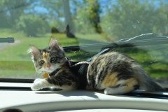 Gypsy enjoyed it, too.