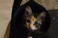 Gypsy in her happy spot.