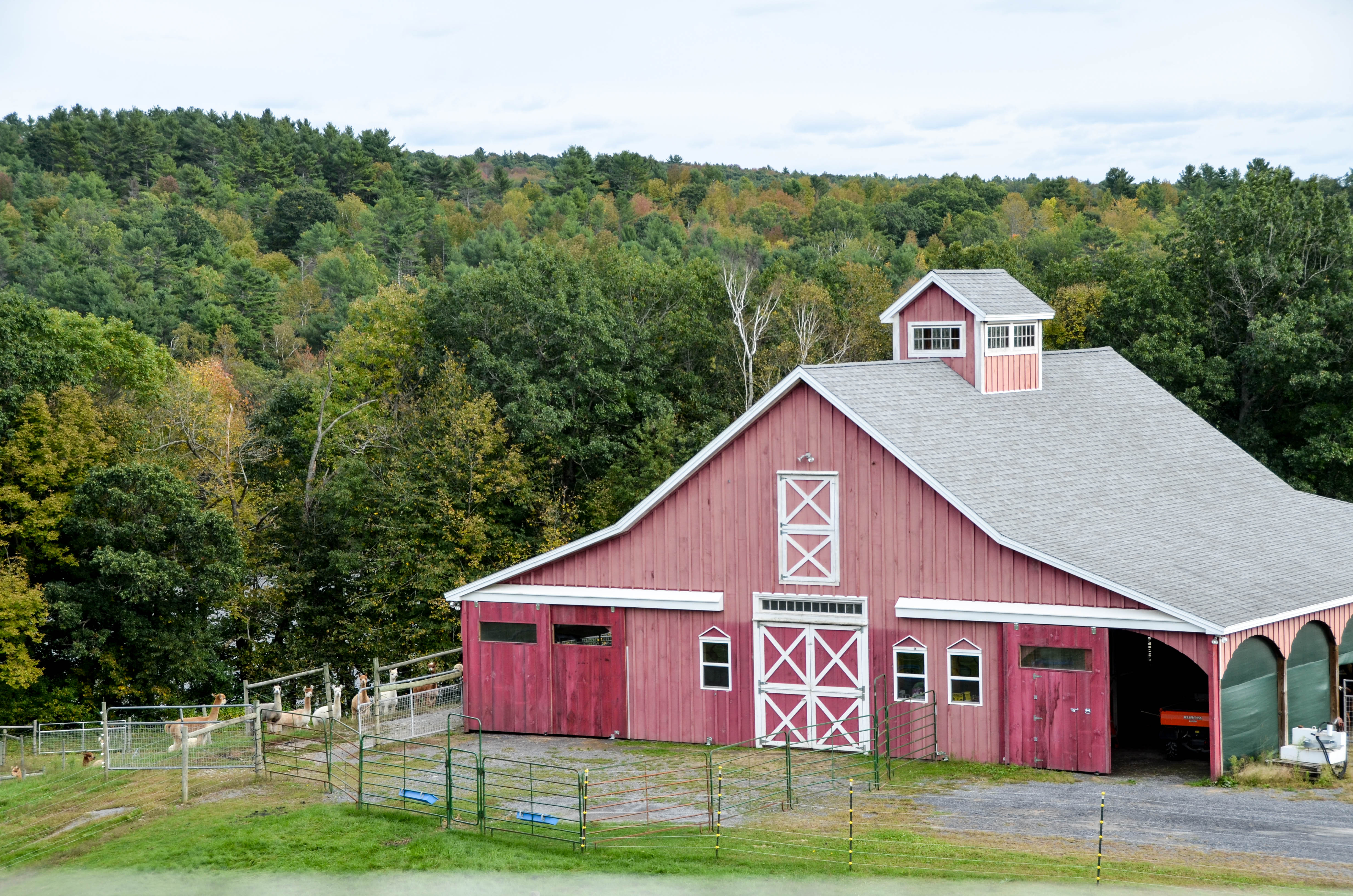 The alpaca barn.