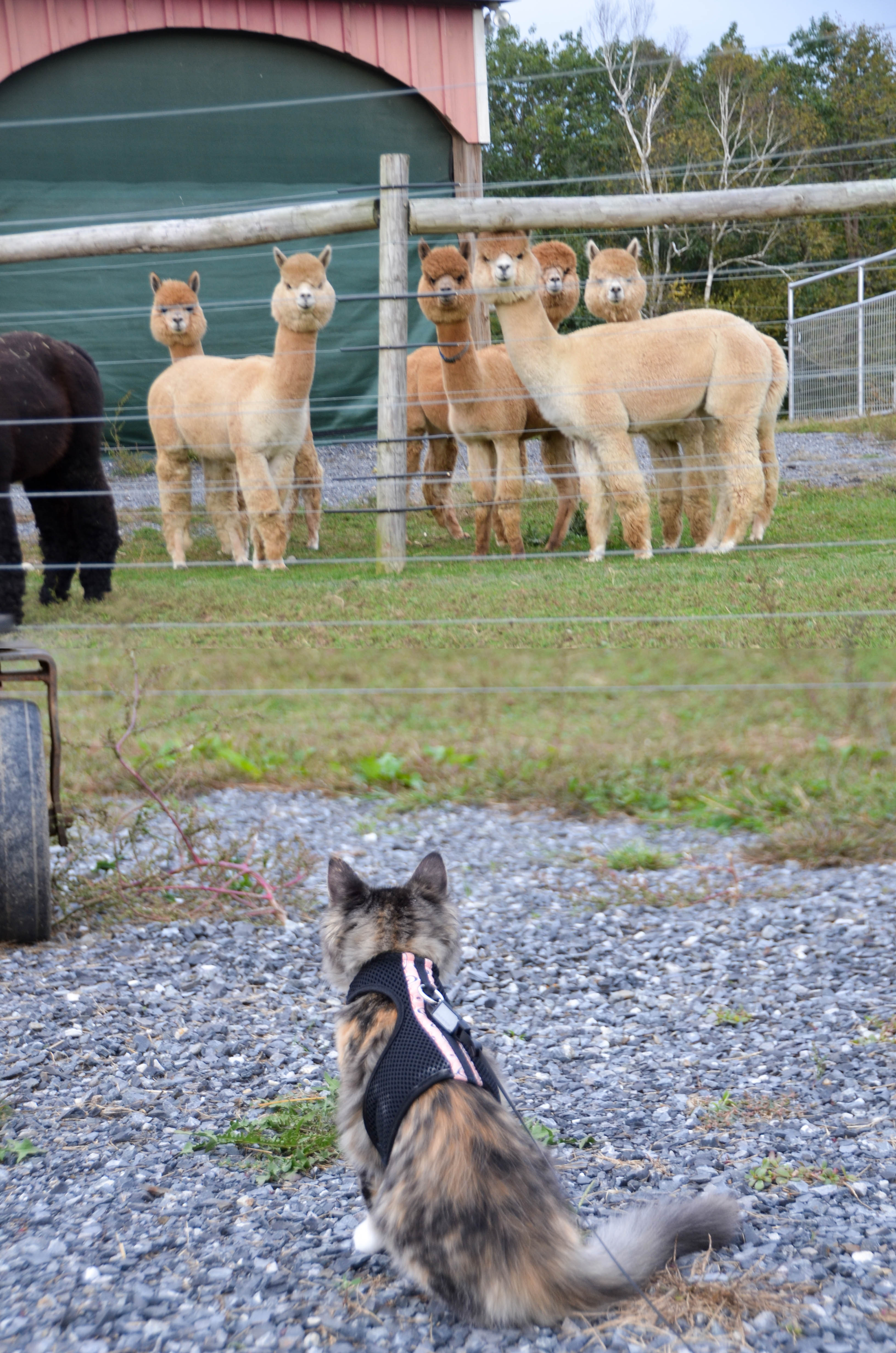 Kitty/alpaca staredown.