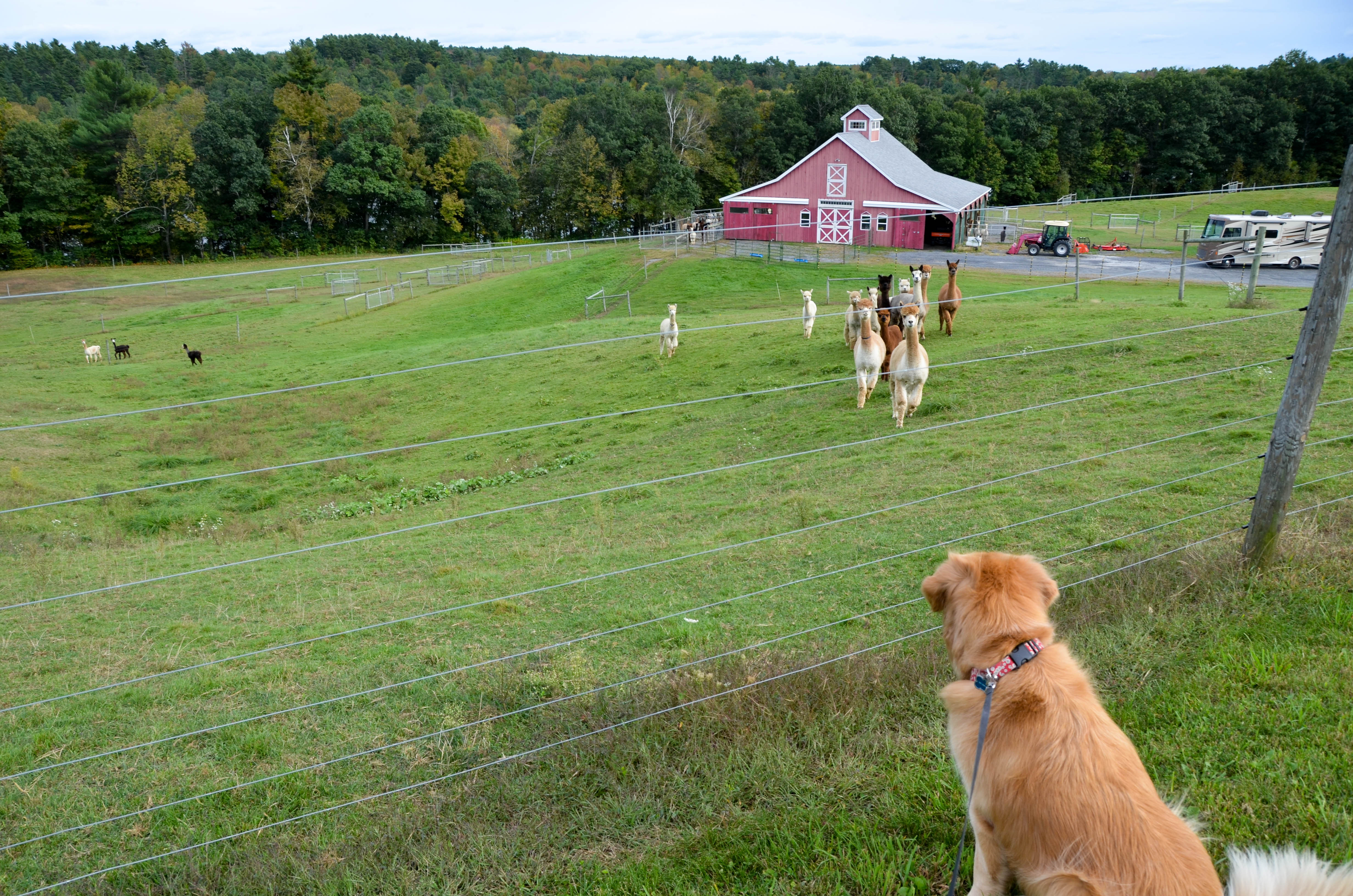 When we walked to the top of the hill, they followed.