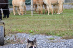 Kitty/alpaca staredown.