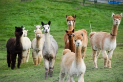 Alpacas immediately came to check us out.