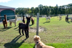 They were especially curious about Bailey.