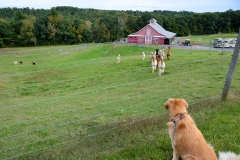 When we walked to the top of the hill, they followed.