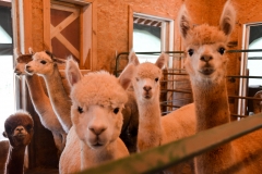 The alpacas like getting fresh hay.