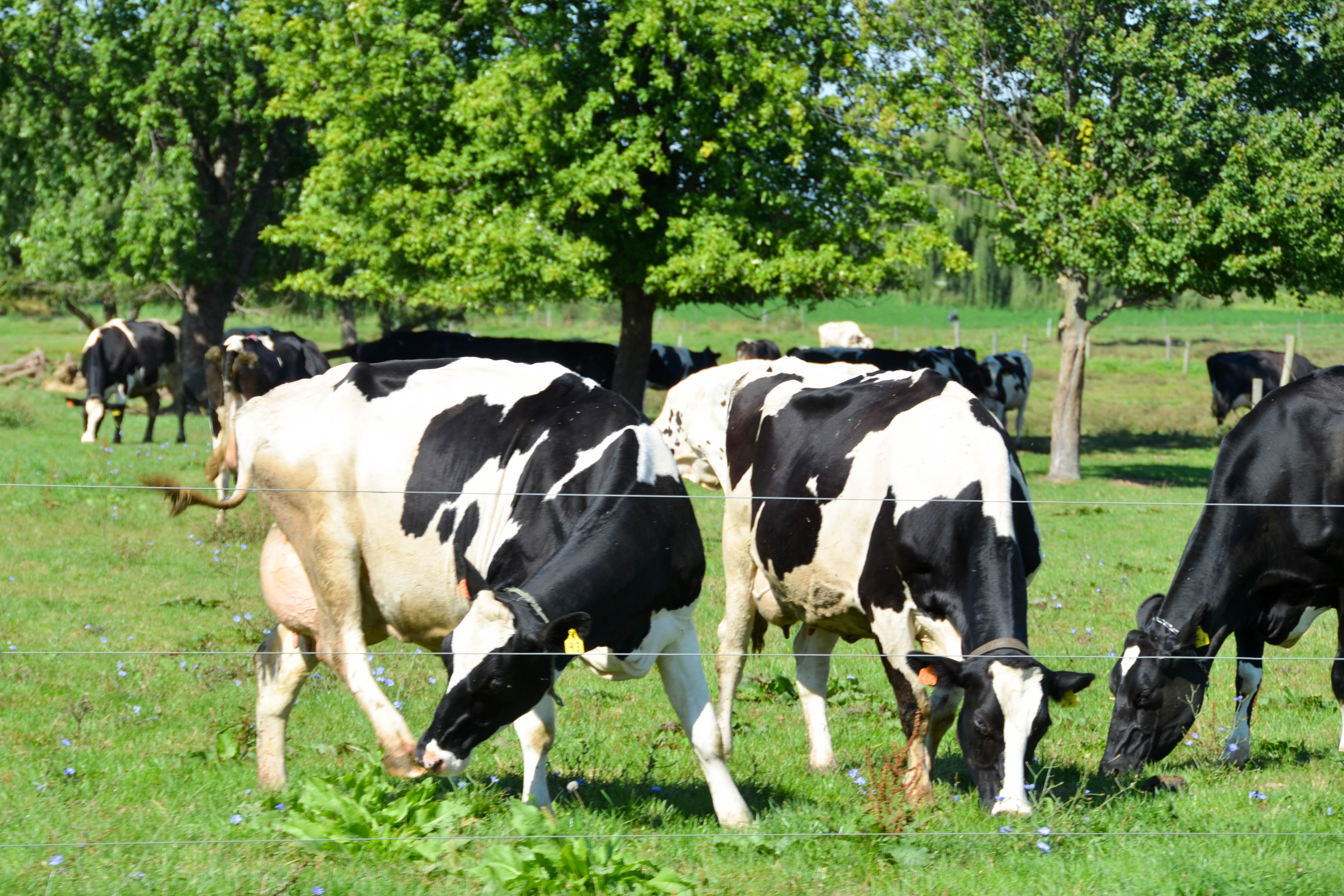 Dairy farms are the main business.