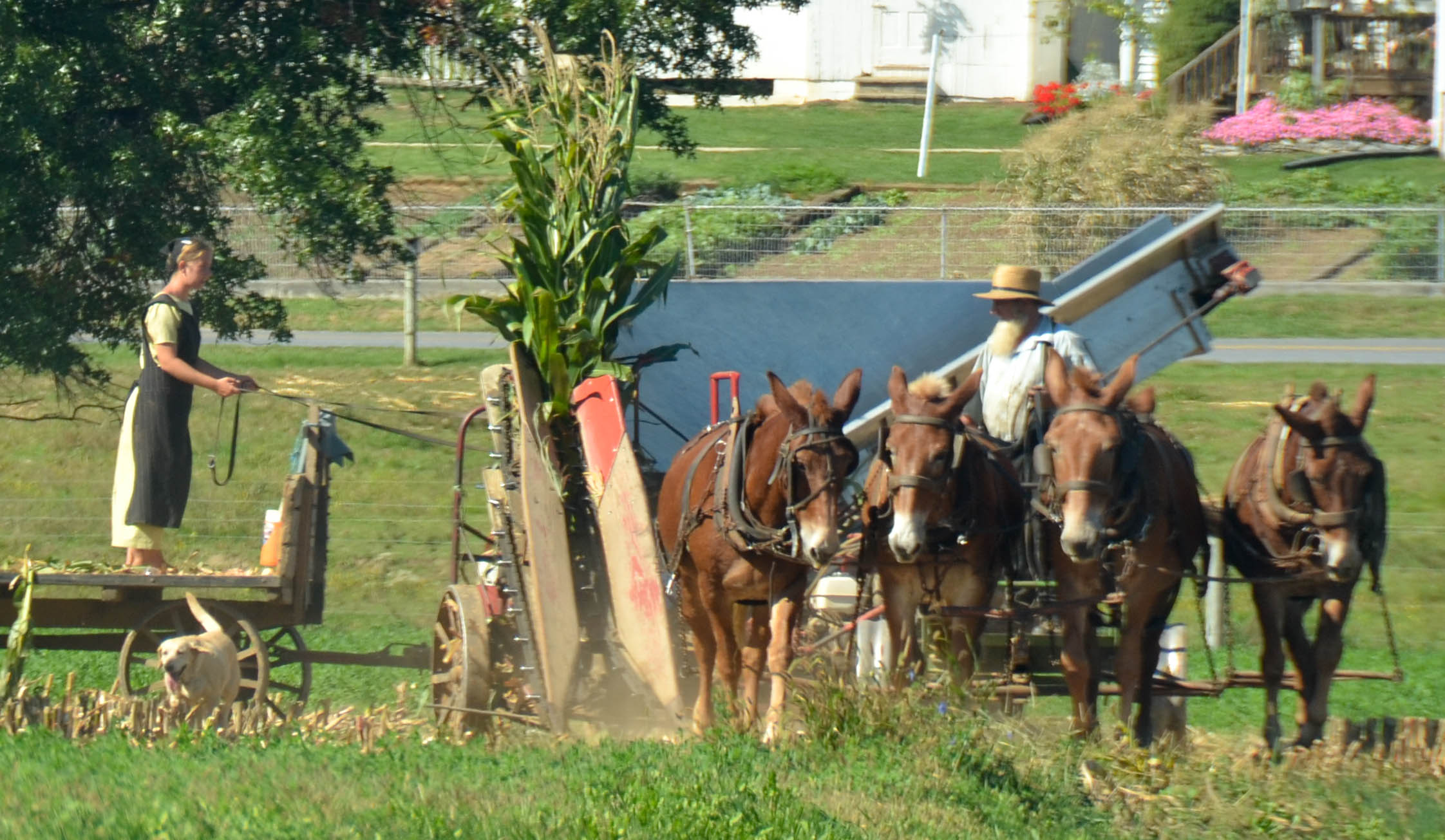 As two teams round a corner, you can see corn stalks still in the thresher.