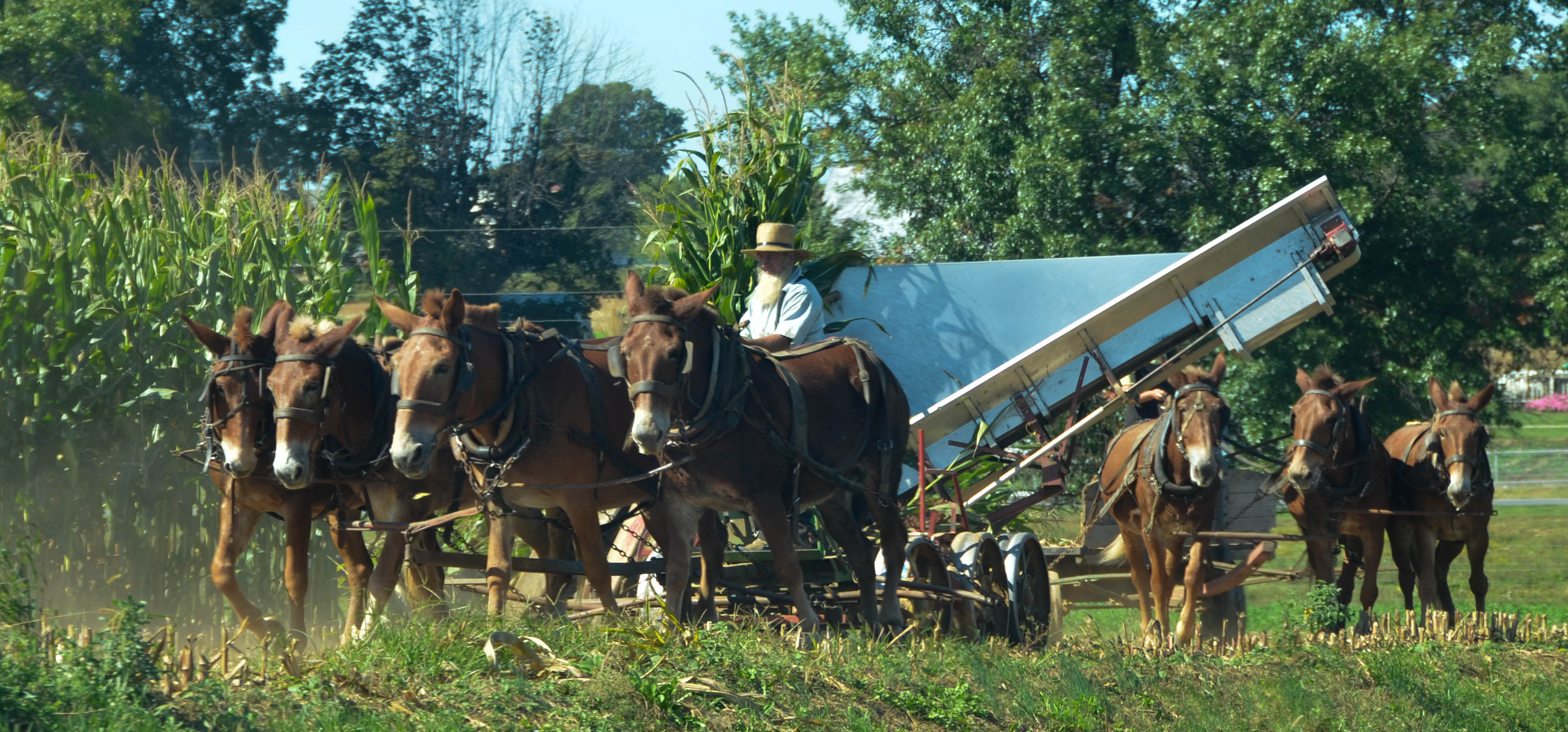 Moving into position to cut another row.