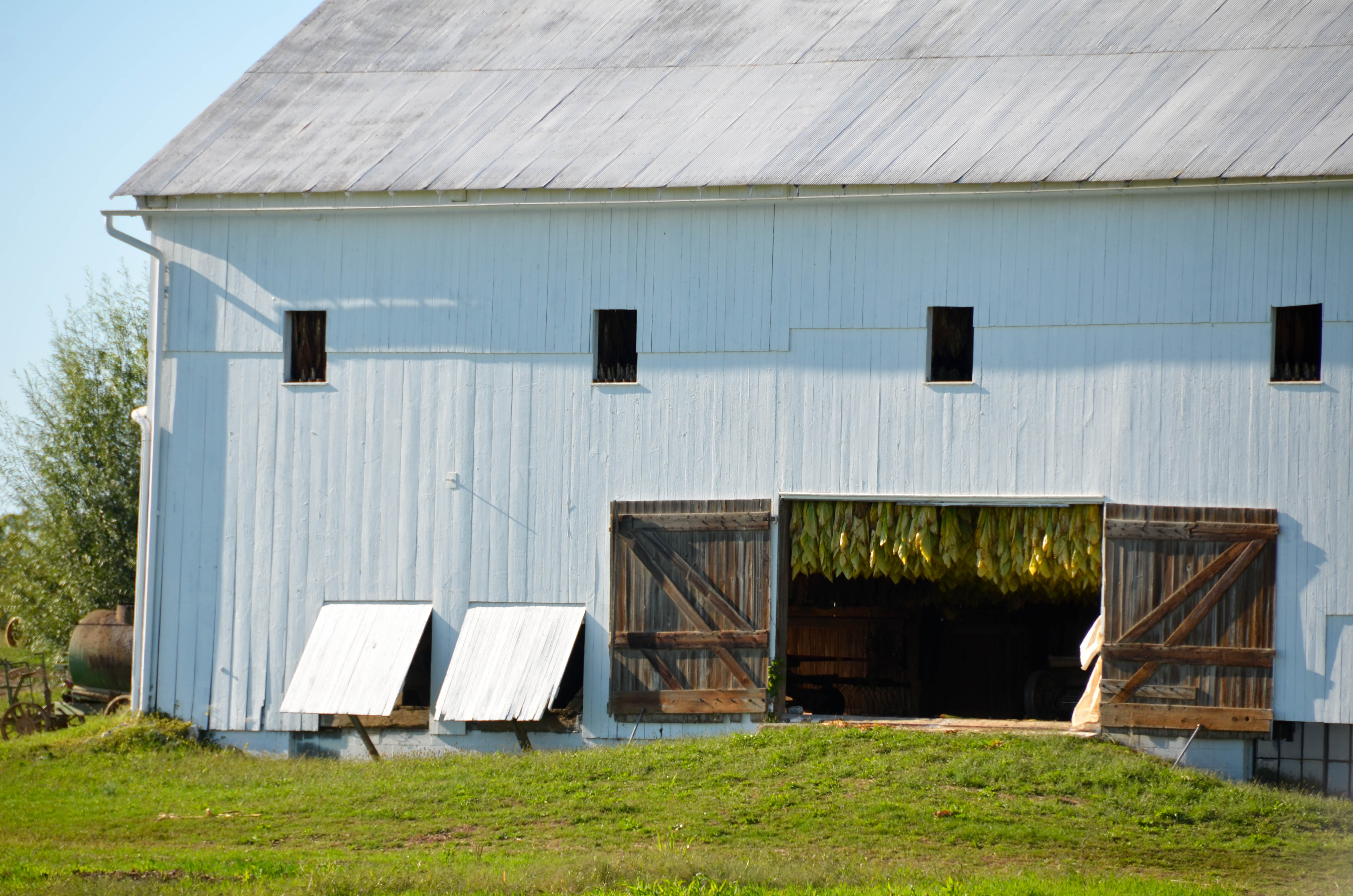 Tobacco hanging in the barn.