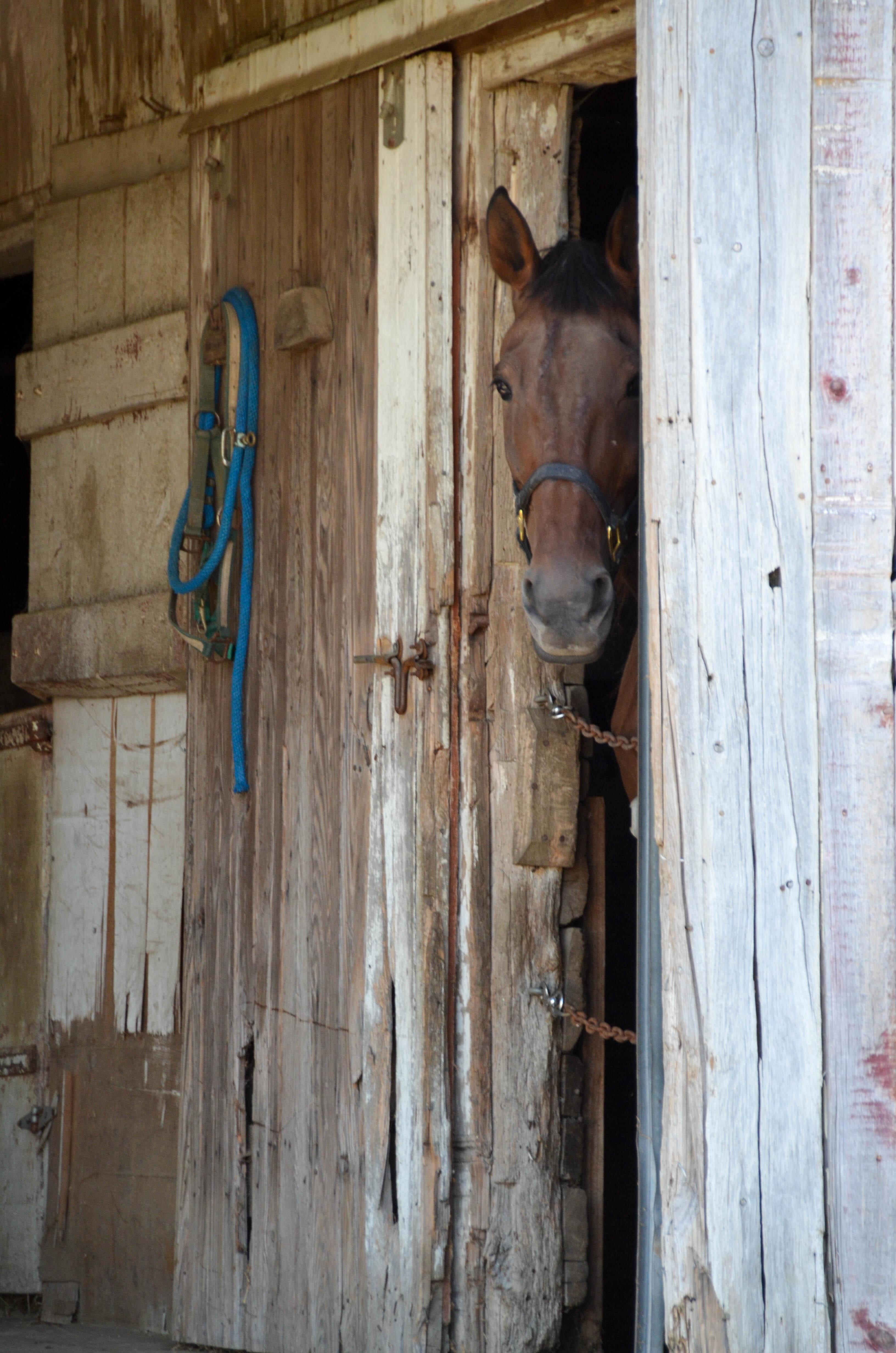 A curious horse.