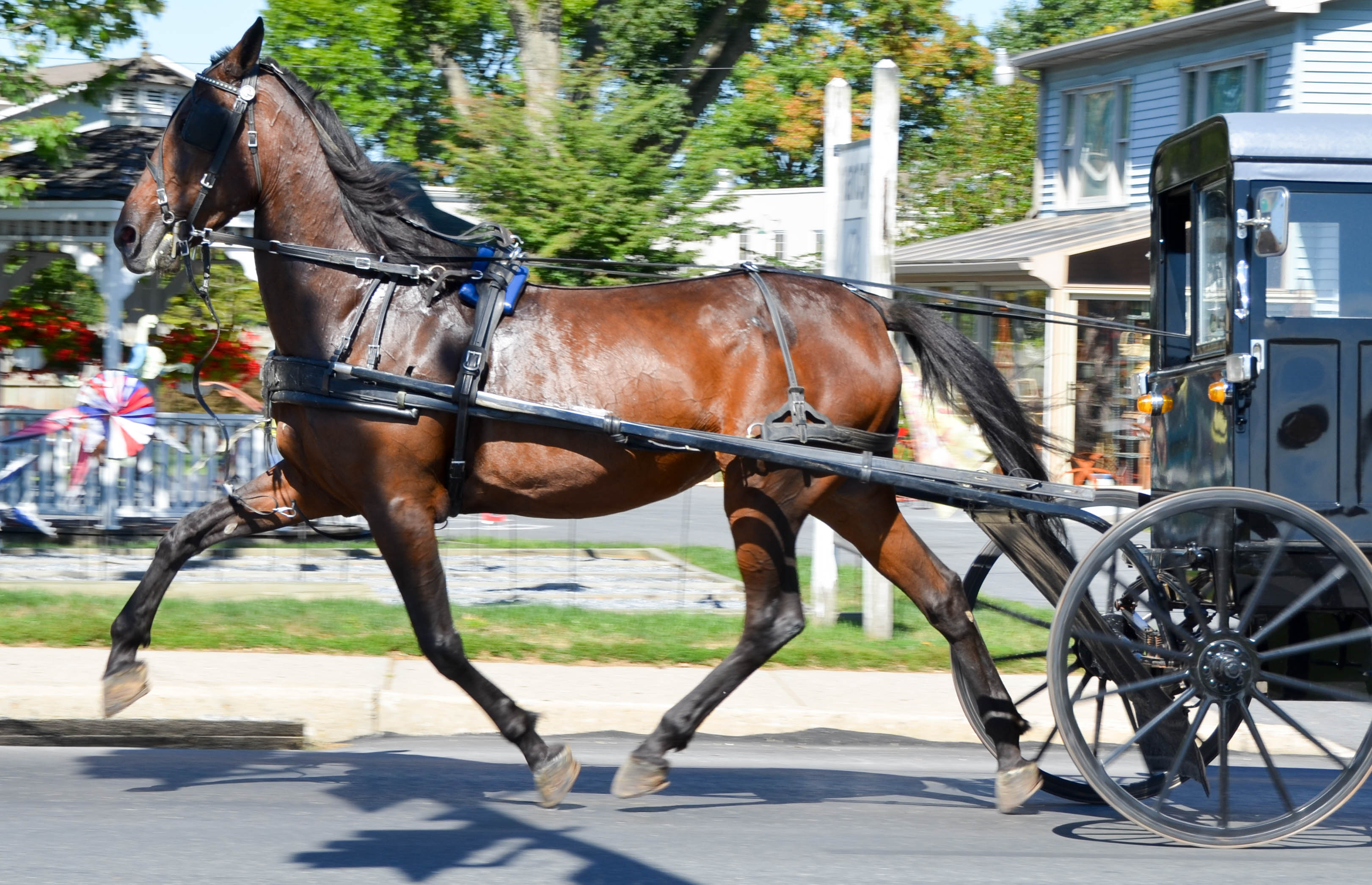 A fast trot...