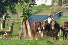 As two teams round a corner, you can see corn stalks still in the thresher.