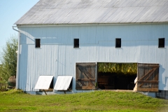 Tobacco hanging in the barn.