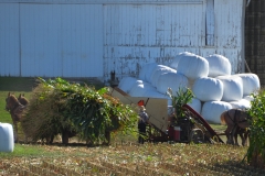 Another threshing team.