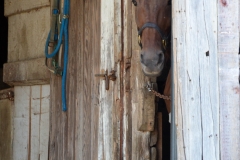 A curious horse.