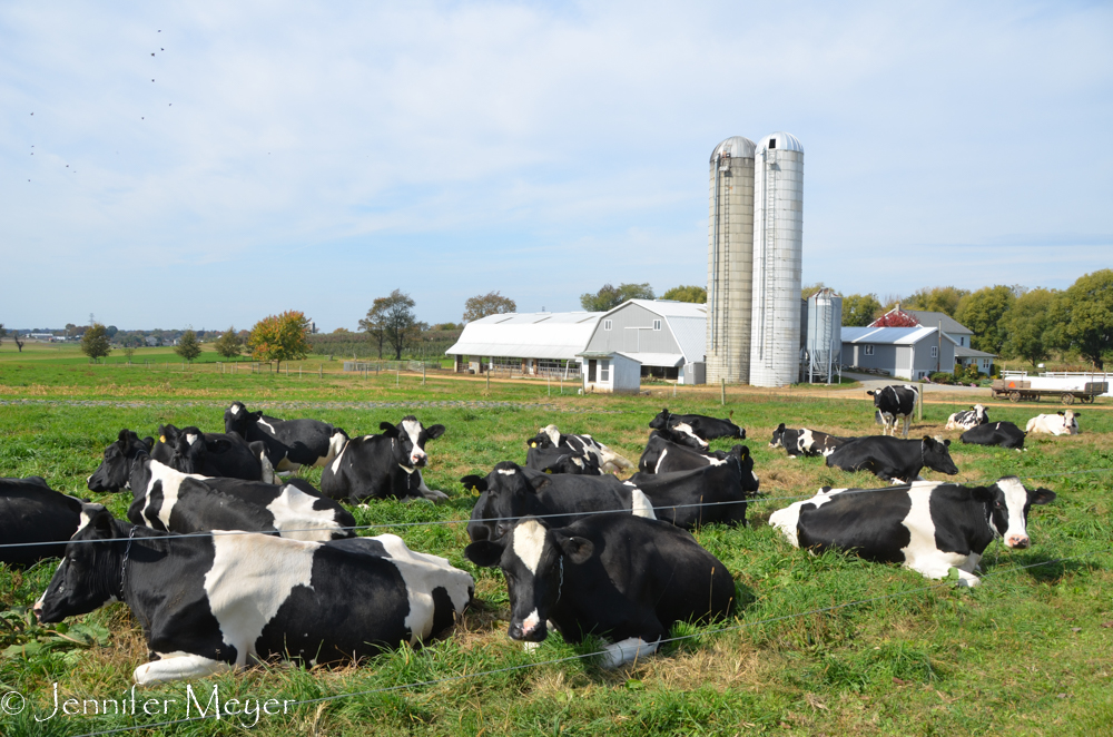 These dairy cows look relaxed and content.
