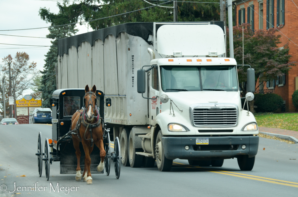 These horses have nerves of steel.