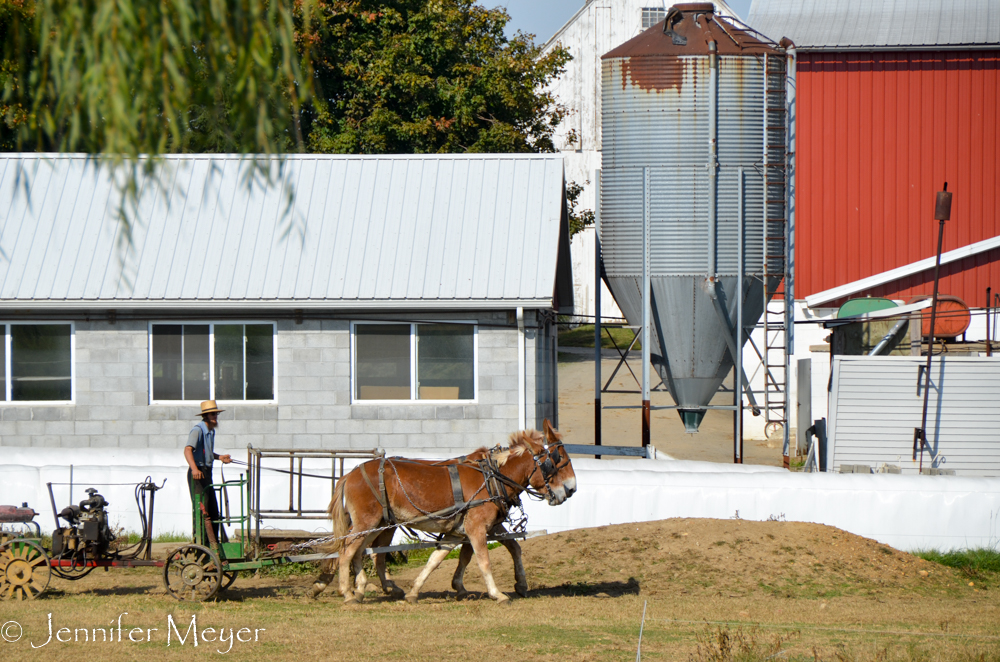 And working horses.