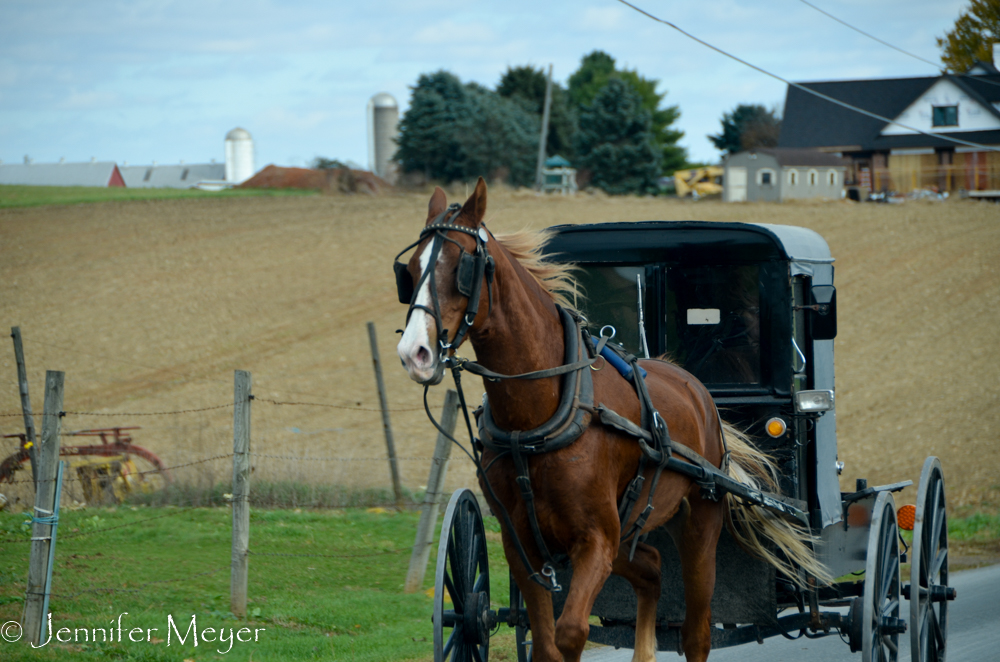 So many buggies out on a nice fall day.