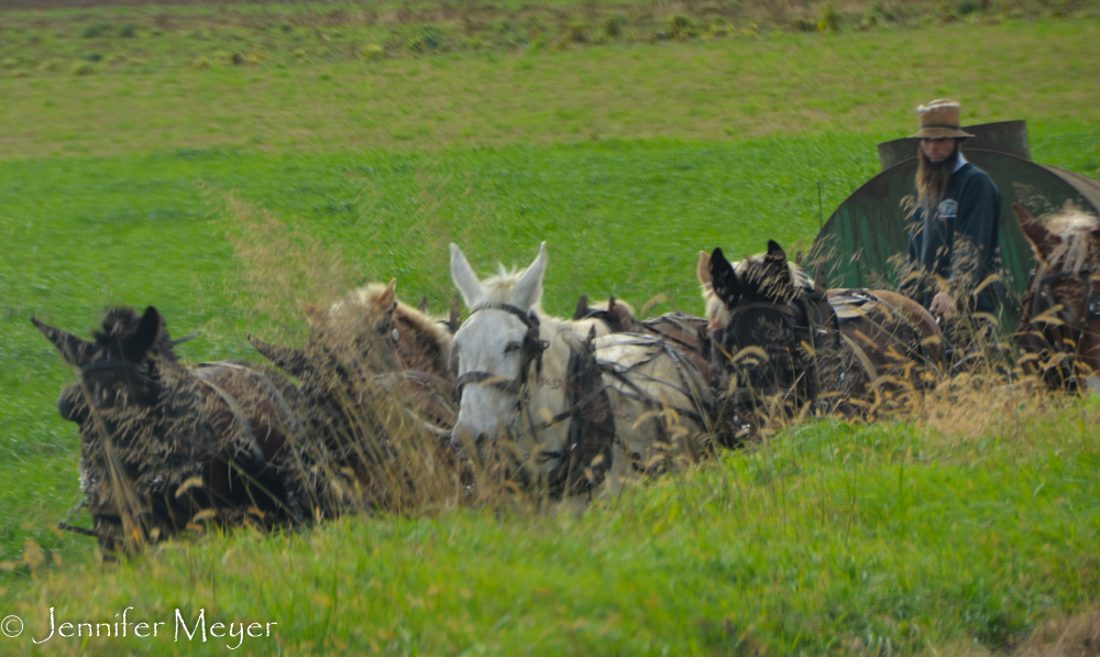 Horse team near the road.