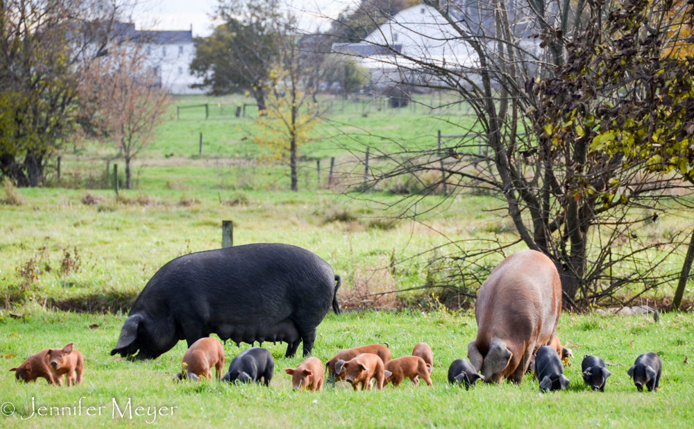 We stopped to see all these piglets in a field.