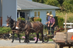 Farmers returning from the field are greeted by pups.