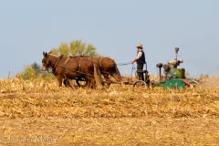 Pulling a mower to cut corn stalks.
